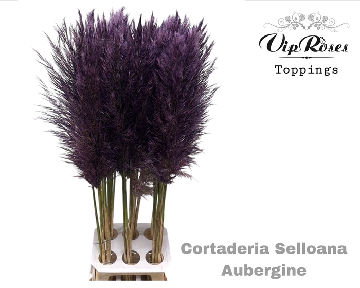 <h4>CORTADERIA SELLOANA AUBERGINE</h4>