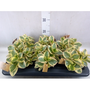Peperomia obt. 'Obtipan Bicolor'
