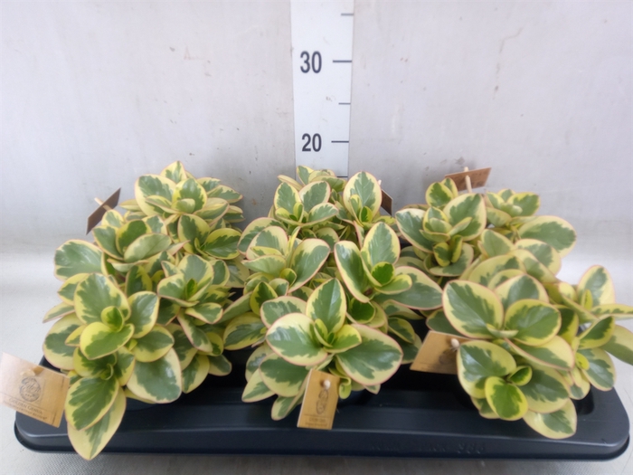 <h4>Peperomia obt. 'Obtipan Bicolor'</h4>