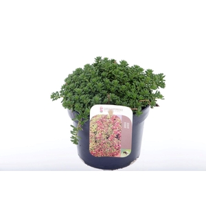 Sedum album Coral Carpet