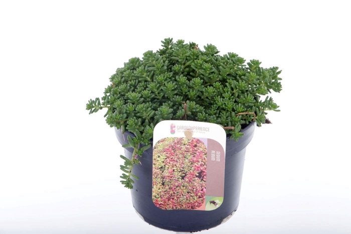 <h4>Sedum album Coral Carpet</h4>
