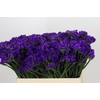 Limonium Sinuatum Navy Sun Birds