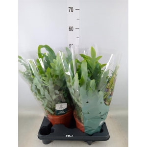 Phlebodium aureum 'Blue Star'