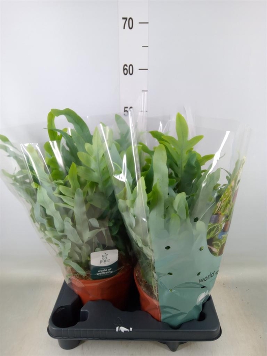 <h4>Phlebodium aureum 'Blue Star'</h4>