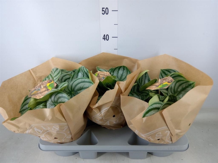 <h4>Peperomia argyreia</h4>