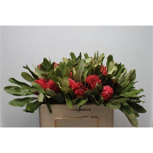 Protea Waratah