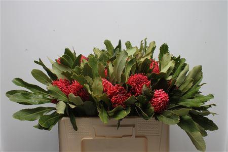 <h4>PROTEA WARATAH</h4>