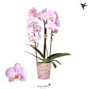 Kolibri Orchids Cascade Niagara Fall Xanion 2 spike