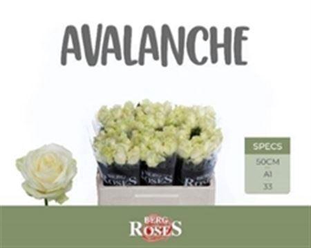 <h4>R Gr Avalanche+</h4>