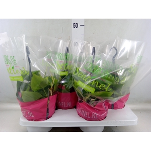 Philodendron scand.