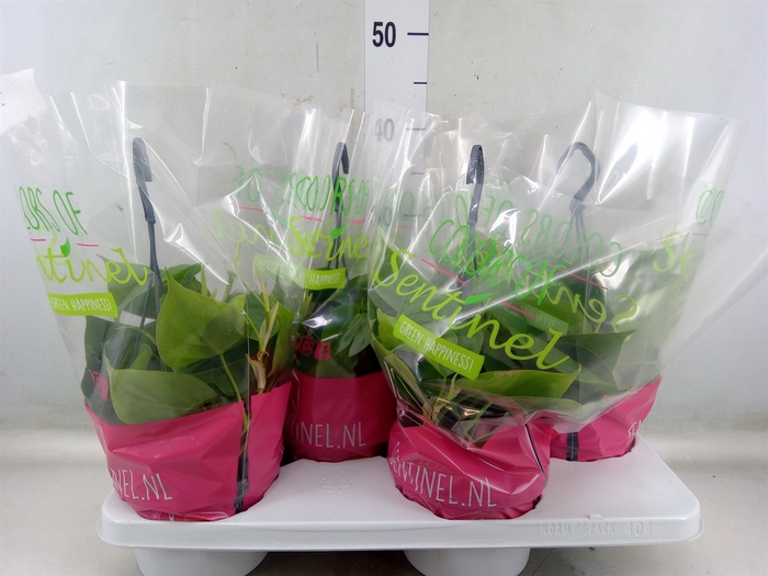<h4>Philodendron scand.</h4>