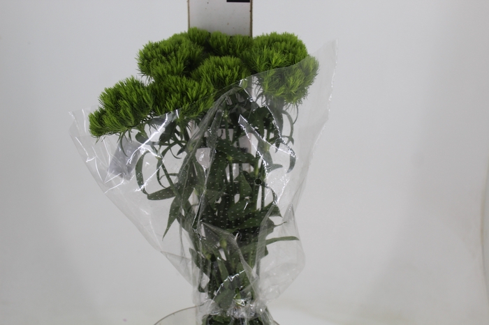 <h4>DIANTHUS GREEN BALL 070 CM</h4>