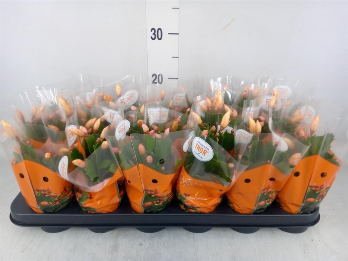 <h4>Schlumbergera   ...</h4>