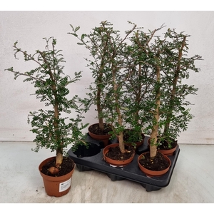 PLANTEN OV