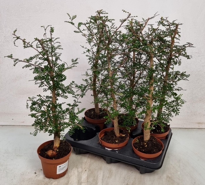 <h4>PLANTEN OV</h4>