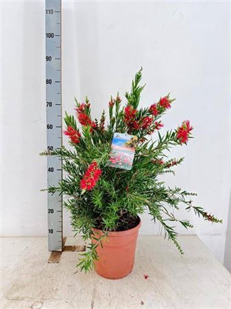 <h4>Callis Ci Splendens</h4>