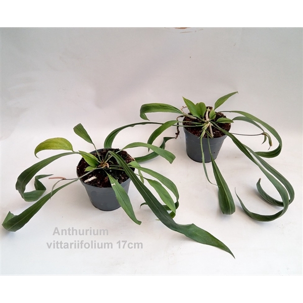 <h4>Anthurium vittariifolium XL 17cm</h4>