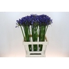 Agapanthus Uri