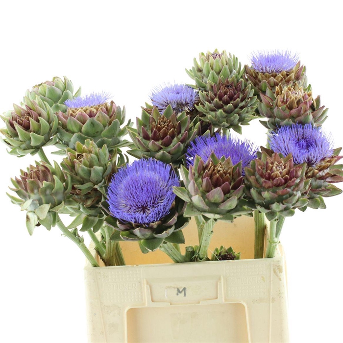 <h4>Cynara Sc Green Glob</h4>