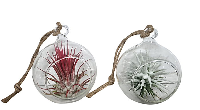 <h4>Tillandsia Hangbol mini red/white</h4>