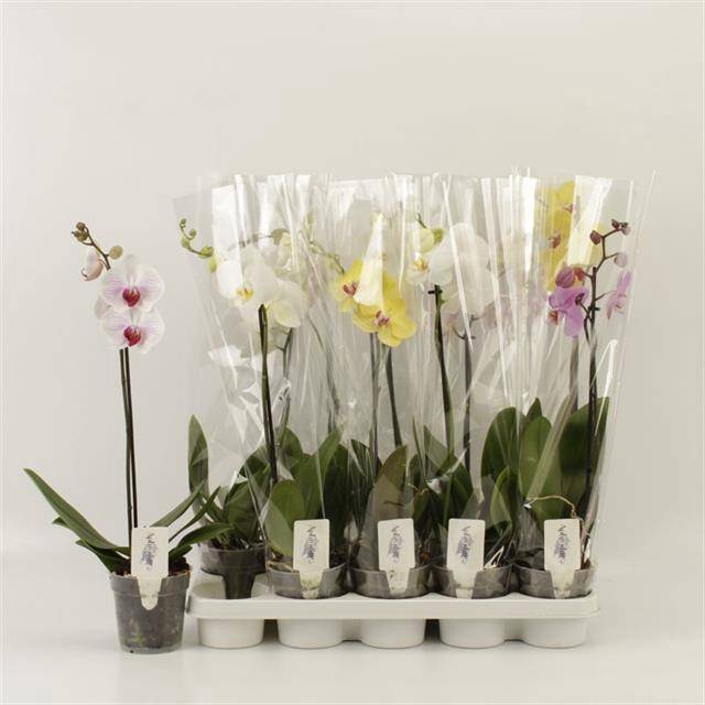 <h4>PHAL GEM</h4>