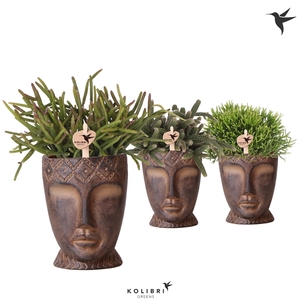 Kolibri Greens Rhipsalis mix in Totem Mask pot