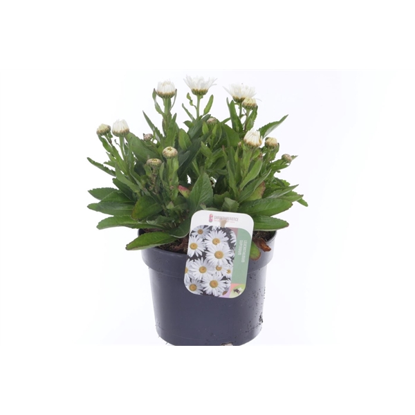 <h4>Leucanthemum superbum Madonna</h4>