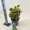 Euonymus japonicus Ovatus Aureus