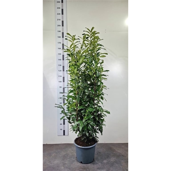 <h4>Prunus laur. 'Genolia'</h4>