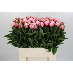 Paeonia Sarah Bernhardt