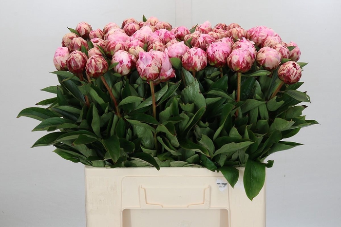 <h4>Paeonia Sarah Bernhardt</h4>