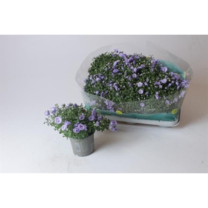 Campanula Blue Bali 10,5Ø 17cm