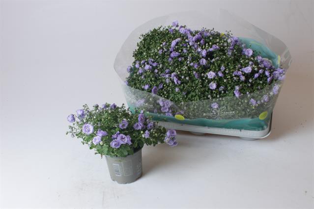 Campanula Blue Bali 10,5Ø 17cm