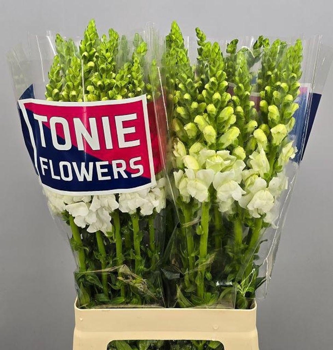 <h4>Antirrhinum maryland white</h4>