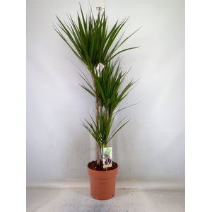 Dracaena marg.
