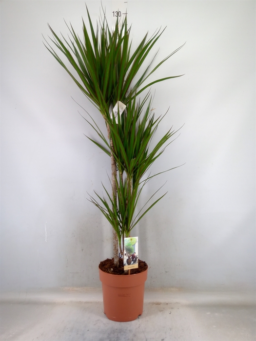 <h4>Dracaena marg.</h4>