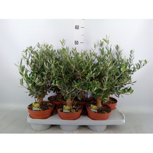 Olea europaea