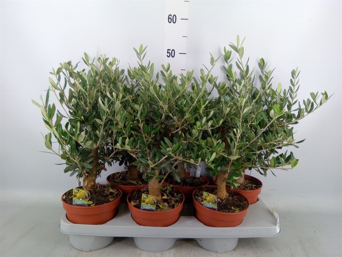 <h4>Olea europaea</h4>