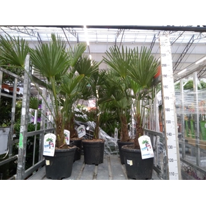 Trachycarpus wagnerianus