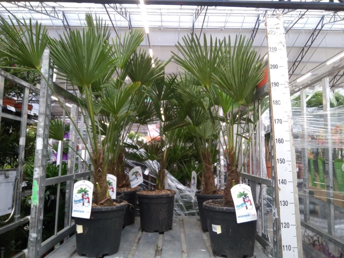 <h4>Trachycarpus wagnerianus</h4>