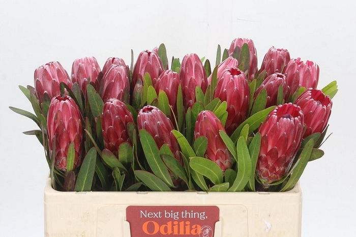 <h4>Protea Lancelot</h4>