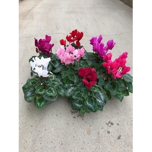 CYCLAMEN PERSICUM-HYBRID P12