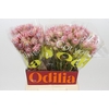 Blushing Bride Pink 6/9 Flowers