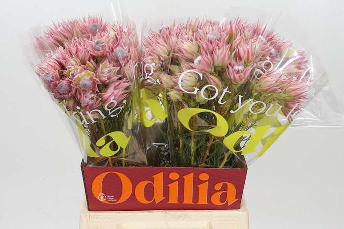 <h4>Blushing Bride Pink 6/9 Flowers</h4>
