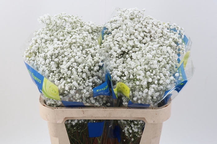<h4>Gypsophila panic. 'Xlence'</h4>