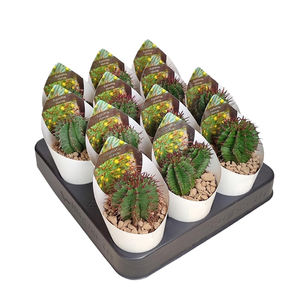 <h4>EUPHORBIA HORRIDA - POT Ø 6,5 WITH POTCOVER (SUCCULENTEN)</h4>