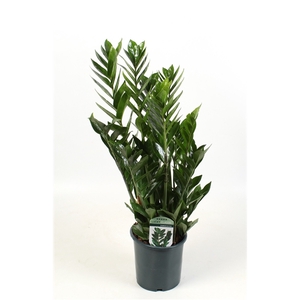 Zamioculcas Lucky Classic 7+ veren