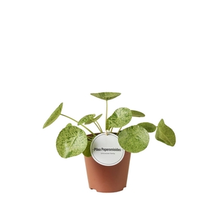 Pilea