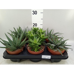 Aloe   ...mix
