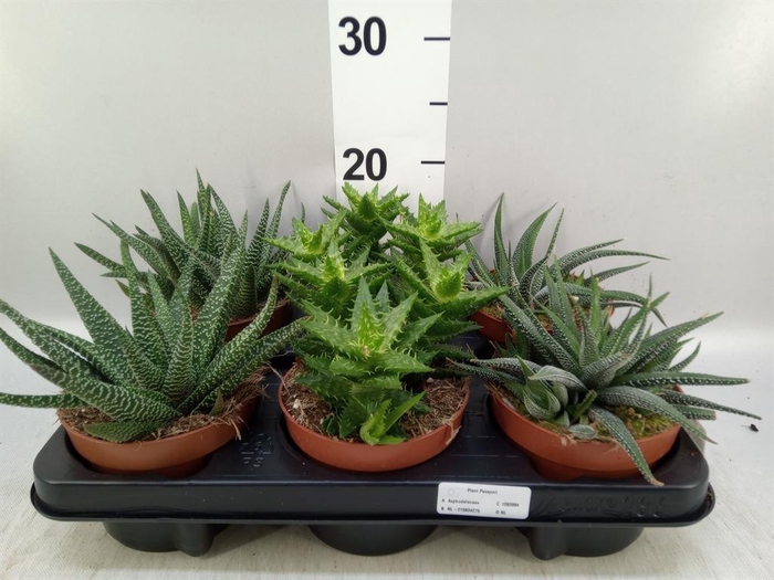 <h4>Aloe ...mix</h4>